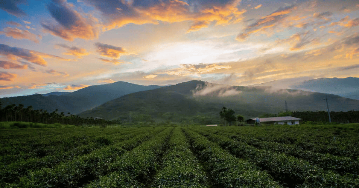 舞鶴茶園